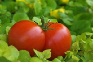 Mozoly na nohou mohou vyléčit rajčata